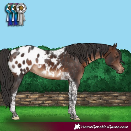 Horse Color:Brown Tobiano Appaloosa 