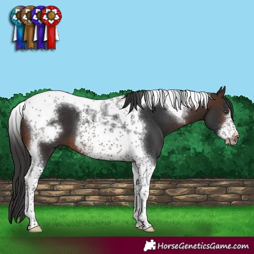 Horse Color:Brown Tobiano Frame