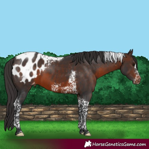 Horse Color:Brown Tobiano Frame Appaloosa 