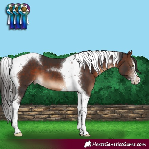 Horse Color:Brown Sabino Tobiano 