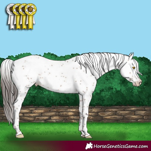 Horse Color:Sable Champagne Sabino Appaloosa Rabicano 