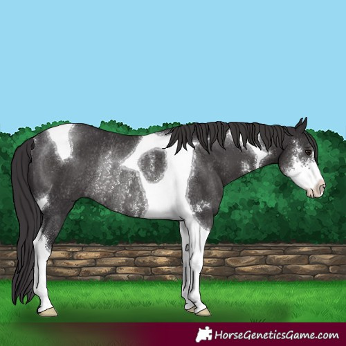 Horse Color:Smoky Black Sabino Tobiano Rabicano 
