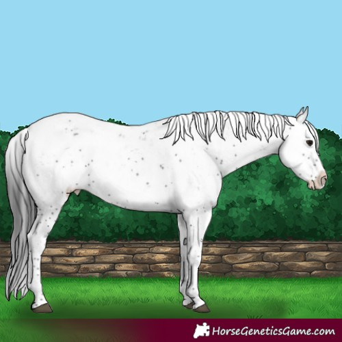 Horse Color:Black Sabino