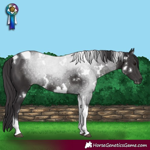 Horse Color:White Spotted Smoky Black Tobiano Rabicano 