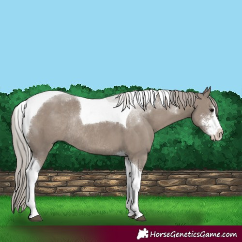 Horse Color:Silver Grullo Sabino Tobiano Rabicano 