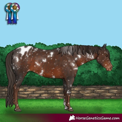 Horse Color:White Spotted Liver Chestnut Sabino Appaloosa Rabicano 