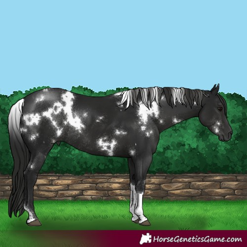Horse Color:Gray White Spotted Black Tobiano Rabicano 