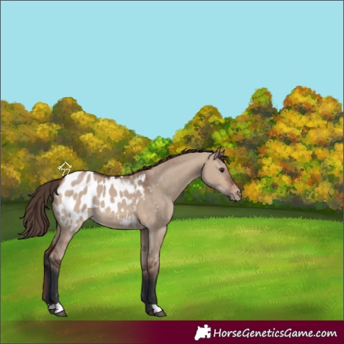 Horse Color:Brown Dun Appaloosa 