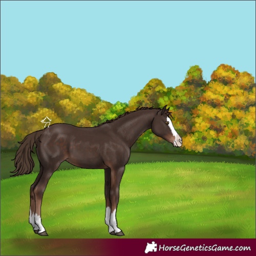 Horse Color:Liver Chestnut Splash