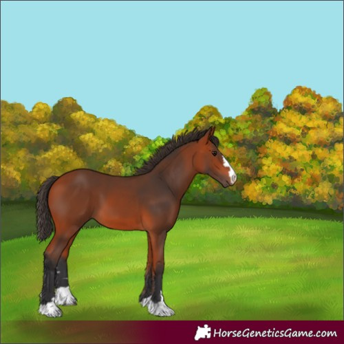 Horse Color:Unknown 