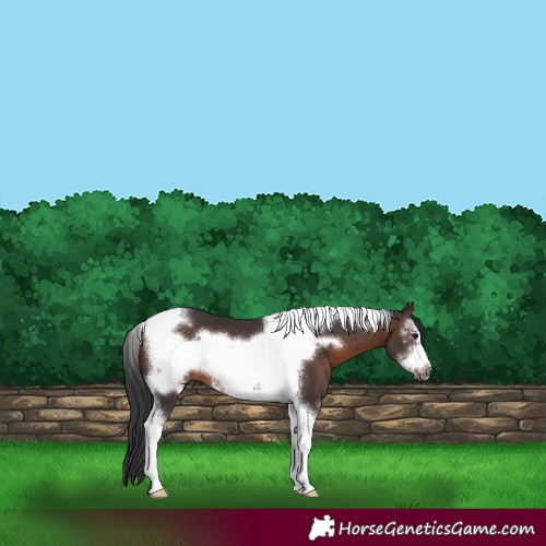 Horse Color:Brown Sabino Tobiano Frame