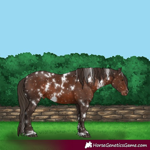 Horse Color:White Spotted Liver Chestnut Appaloosa 