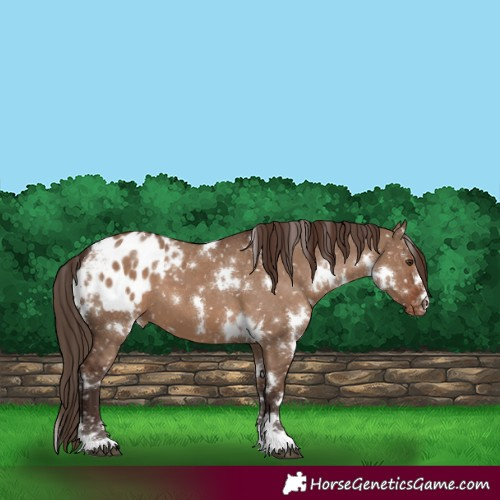 Horse Color:White Spotted Liver Red Dun Appaloosa 