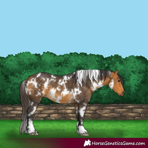 Horse Color:White Spotted Buckskin