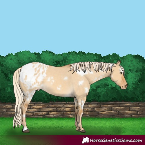 Horse Color:White Spotted Palomino Dun Appaloosa