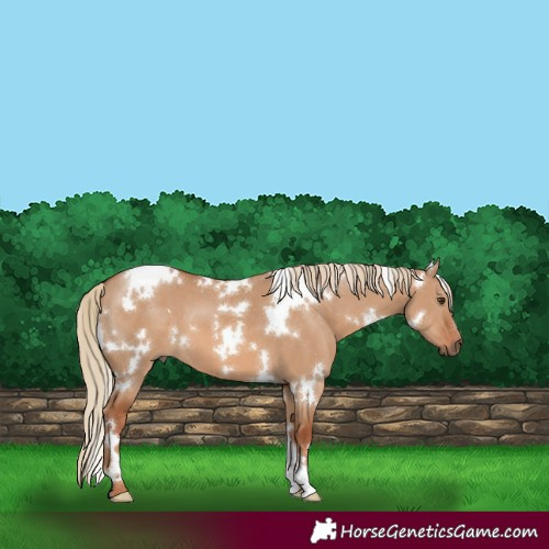Horse Color:White Spotted Red Dun 