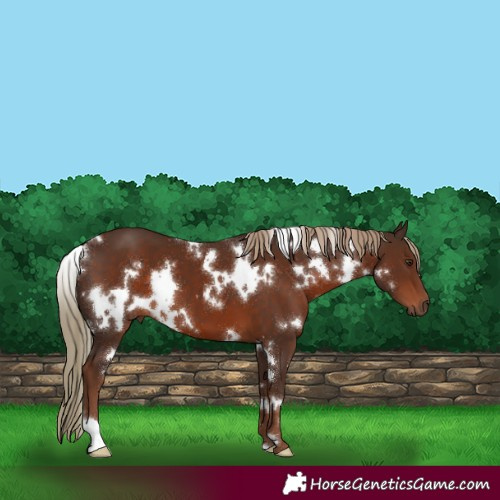 Horse Color:White Spotted Liver Chestnut 