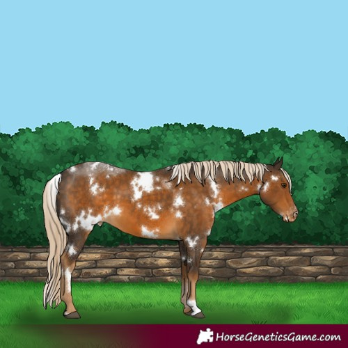 Horse Color:White Spotted Chocolate Palomino Appaloosa