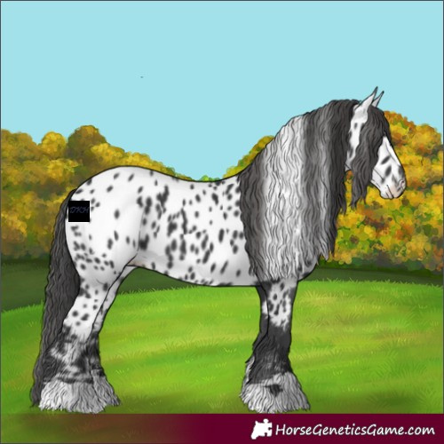 Horse Color:Black Appaloosa 
