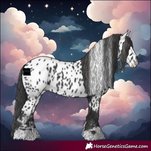 Horse Color:Black Near Leopard 