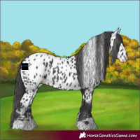 Horse Color:Black Near Leopard 