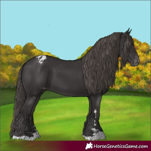 Horse Color:Smoky Black Appaloosa