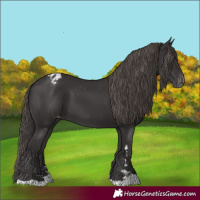 Horse Color:Smoky Black Appaloosa