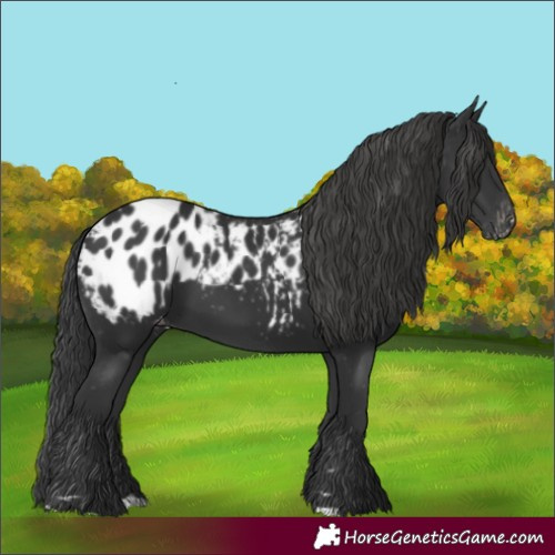 Horse Color:Black Appaloosa 