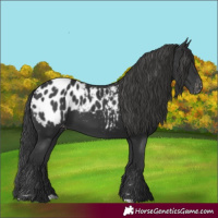 Horse Color:Black Appaloosa 