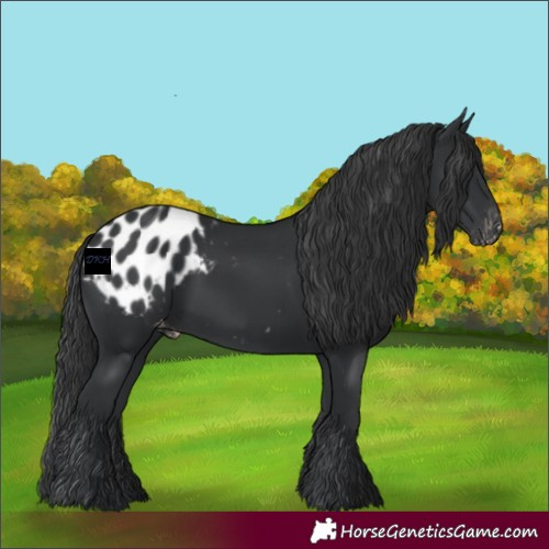 Horse Color:Black Appaloosa 