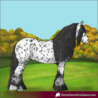 Horse Color:Black Appaloosa