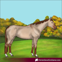 Horse Color:Red Dun Rabicano
