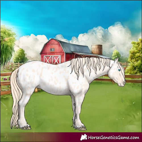 Horse Color:Perlino Appaloosa