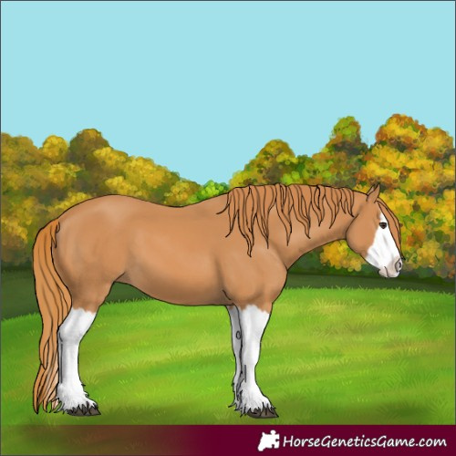 Horse Color:Chestnut Splash 