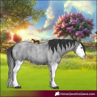 Horse Color:Blue Roan Splash 