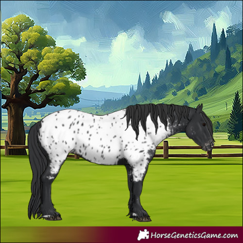 Horse Color:Black Appaloosa 