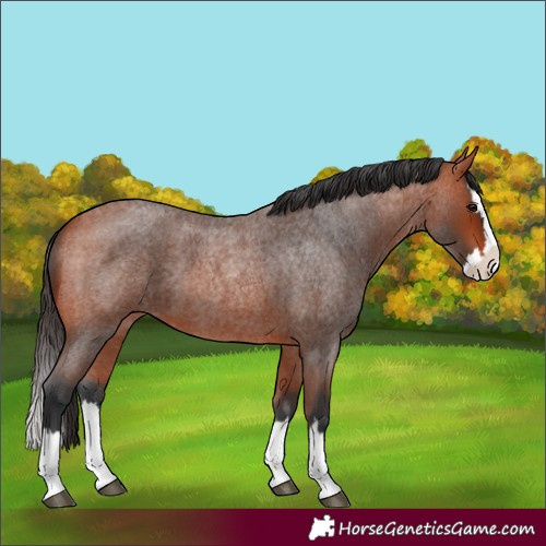 Horse Color:Bay Roan Splash 