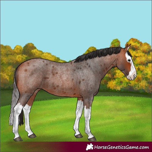 Horse Color:Bay Roan Splash 