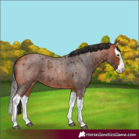 Horse Color:Bay Roan Splash