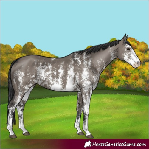 Horse Color:Grullo Sabino Rabicano 