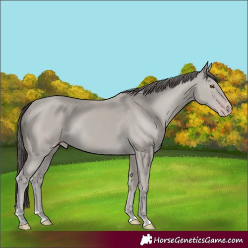 Horse Color:Classic Cream Champagne 