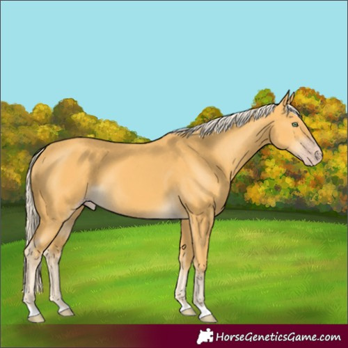 Horse Color:Gold Cream Champagne