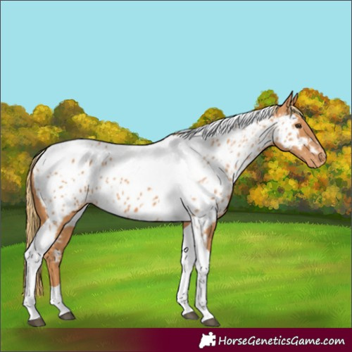 Horse Color:Chestnut Tobiano Near Leopard
