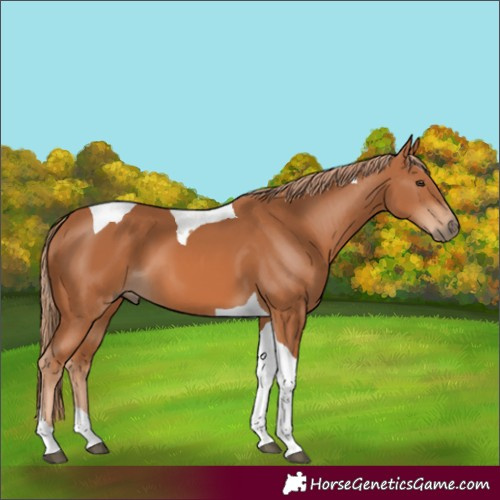 Horse Color:Chestnut Tobiano