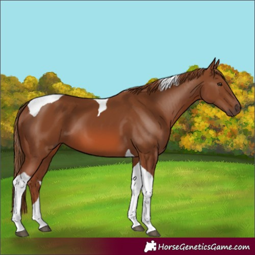 Horse Color:Chestnut Tobiano 
