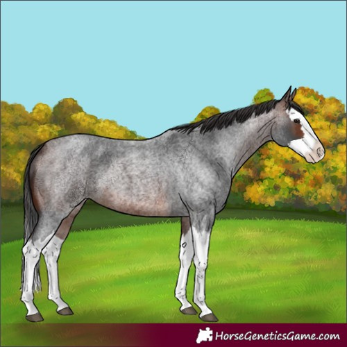 Horse Color:Brown Roan Splash 