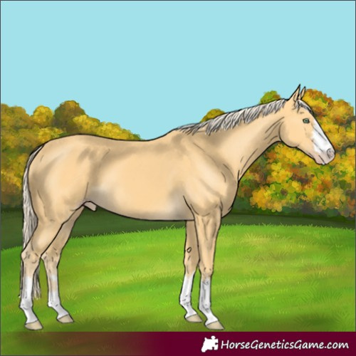 Horse Color:Gold Cream Champagne 