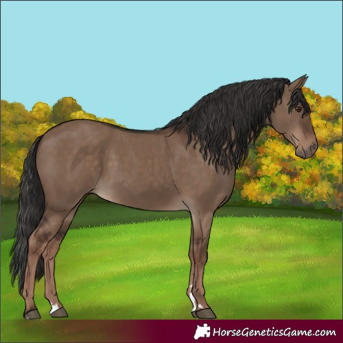 Horse Color:Liver Red Dun Rabicano