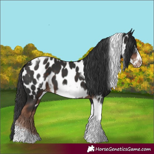 Horse Color:Liver Chestnut Tobiano Frame Appaloosa 