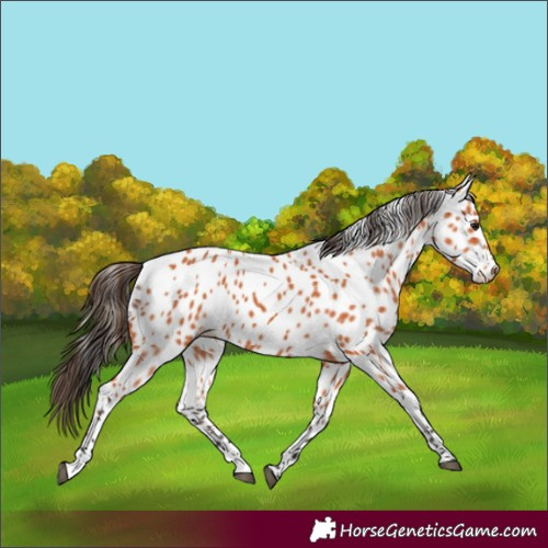 Horse Color:Bay Appaloosa